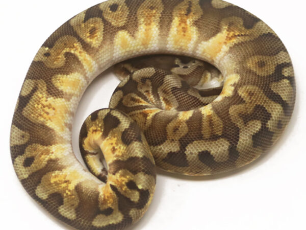 GHI HGW Enchi Pastel (Female)