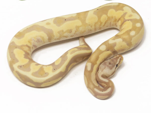 Banana Shatter Leopard Enchi Pastel YB (Male)