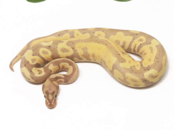 Banana Shatter Leopard (Male)