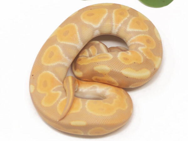Banana Enchi Cinnamon (Male)