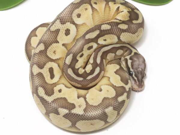 Super Pastel Butter (Male)