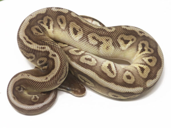 HGW Pastave (Male)