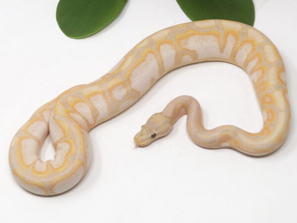 Super Banana Cinnamon Spider (Female)