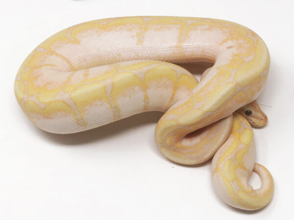 Super Banana Spider (Female)