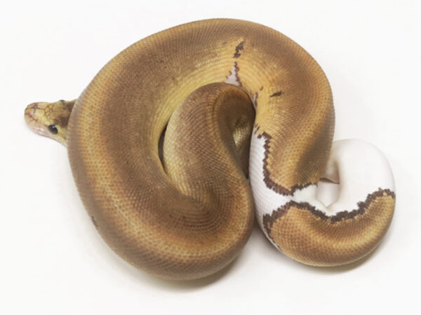 Champagne Cinnamon (Male)