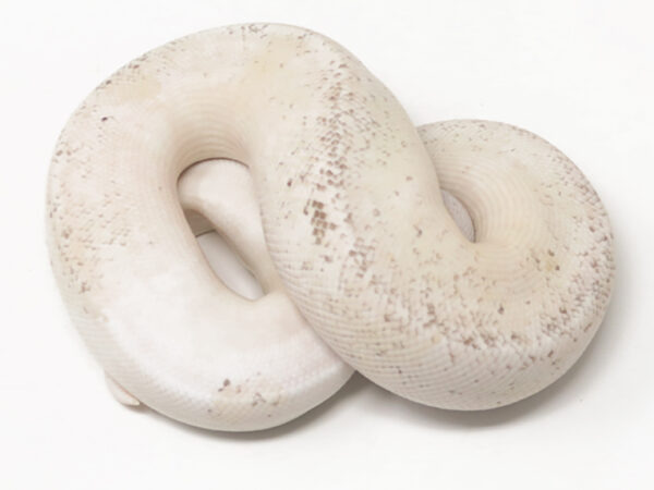 Champagne Pewter (Male)