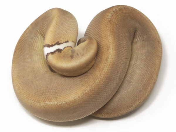 Champagne Cinnamon (Female)