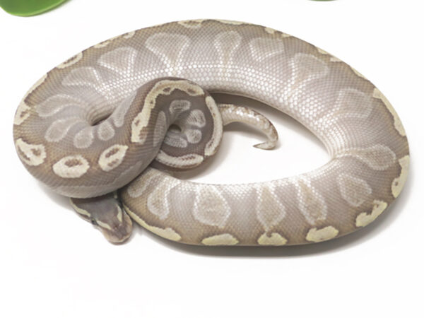 GHI Butter Ghost (Female)