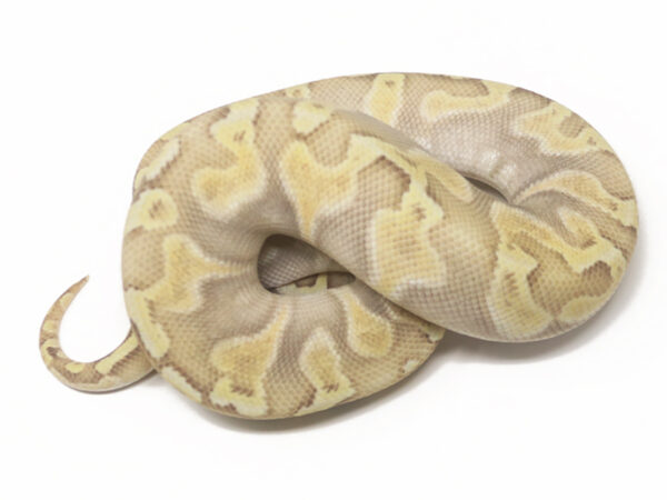 GHI Pastel Butter Enchi Ghost (Male)