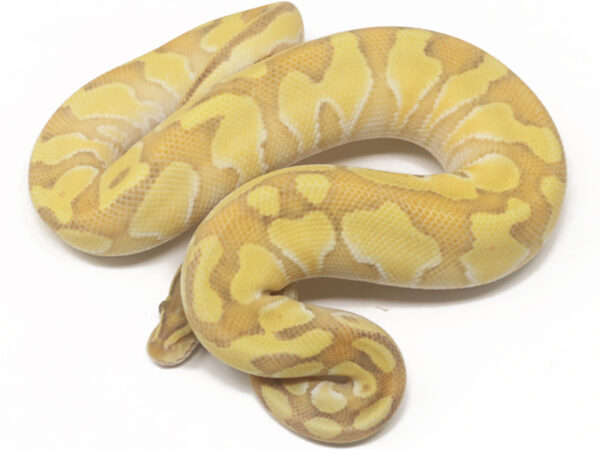 Enchi Butter Ghost (Male)