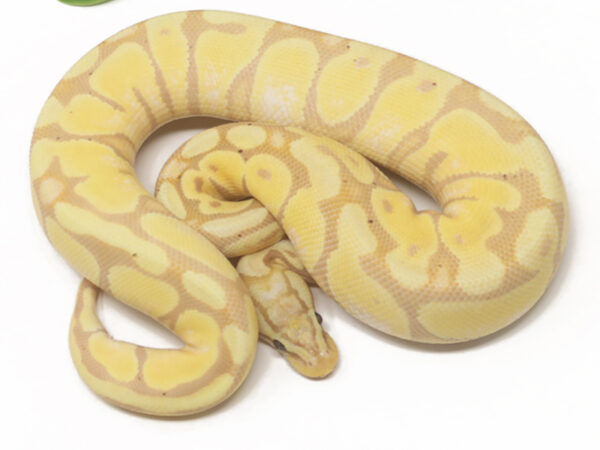 Banana Enchi Pastel (Female)