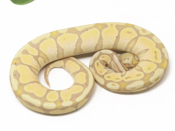 Banana Pastel (Female)
