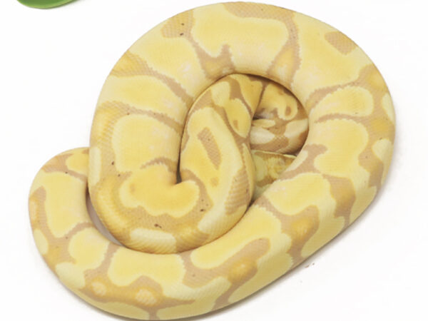 Banana Enchi Pastel (Female)