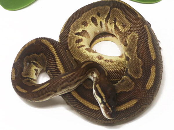 Bongo Leopard Cinnamon Enchi (Female)