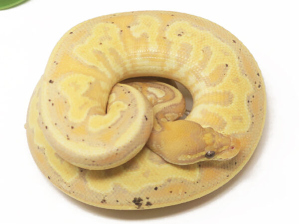 Banana Bongo Leopard Cinnamon Enchi (Male)