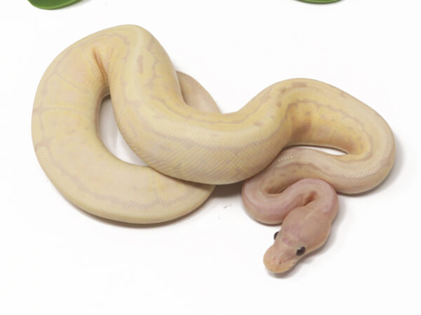 Banana Pin (Male)