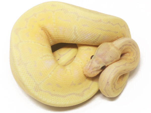 Banana Pin (Female)