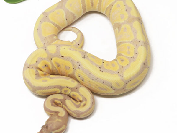 Banana (Female)