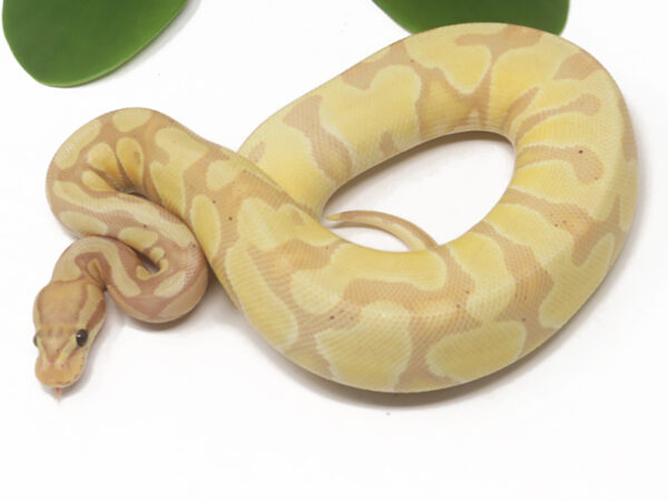 Banana Enchi (Female)