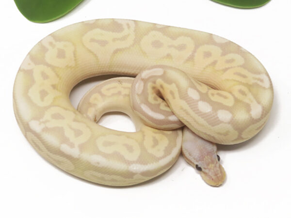 Banana Pewter (Female)