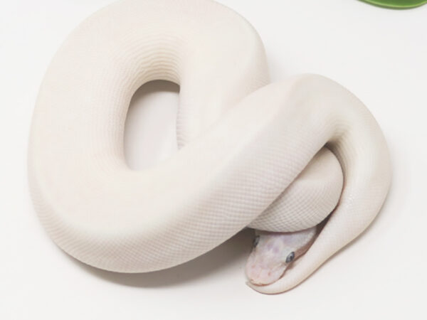 Super Mojave (Female)