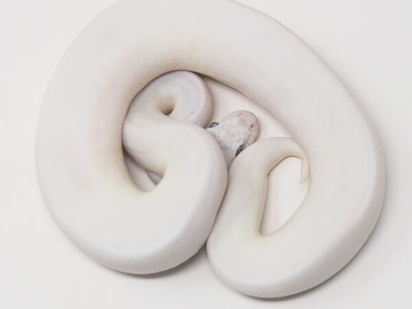 Blue Eye Leucistic (Female)
