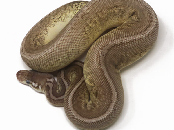 GHI Pewter Spotnose (Female)
