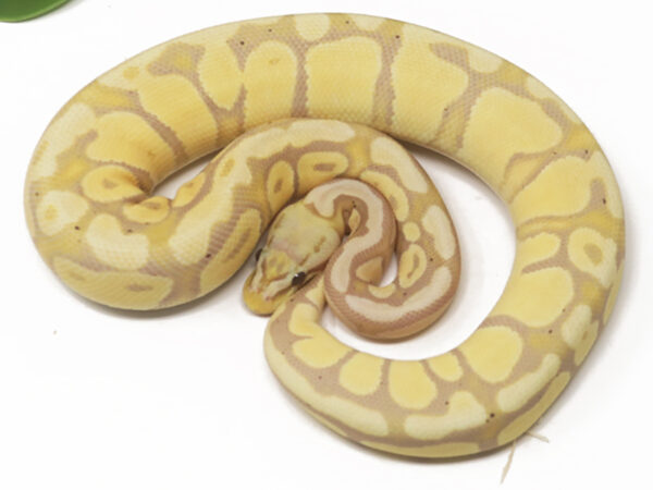 Banana Pastel (Female)