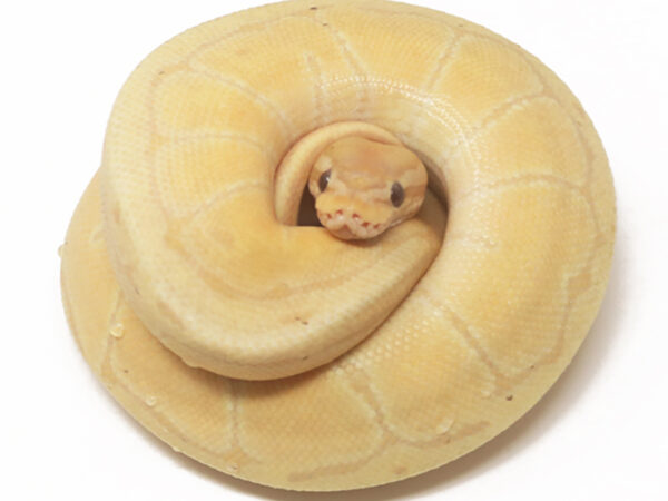 Banana Pin (Female)