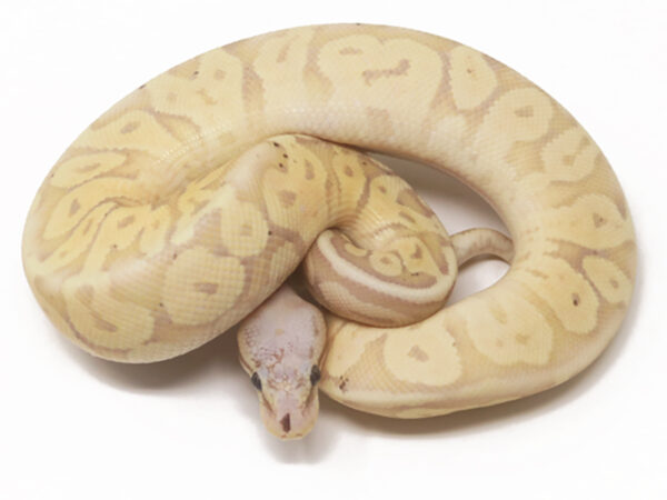 Banana Super Pastel (Female)