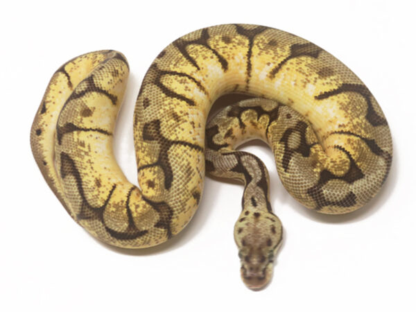 Bee YB (Female)