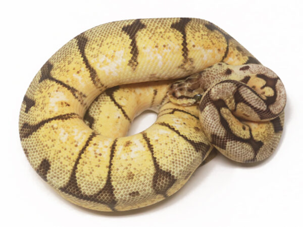 Bee YB (Female)