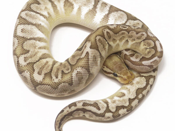 Bamboo Pastel (Female)