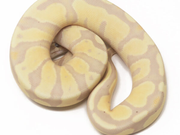 Banana Enchi (Female)