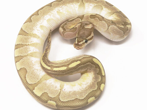 Bamboo Enchi Cinnamon (Female)