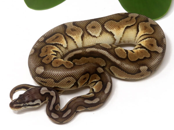 Pewter Enchi (Male)