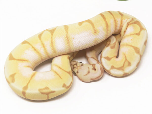 Banana Enchi Bee (Male)