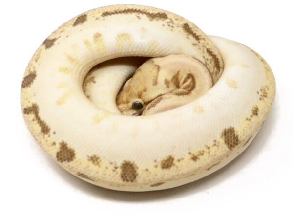 Bamboo Leopard Enchi Bee Calico (Female)