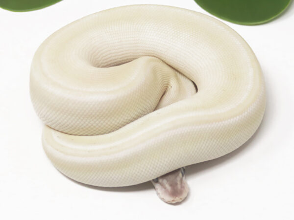 Super Mojave (Female)