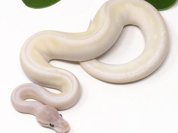 Banana Potion (Male)