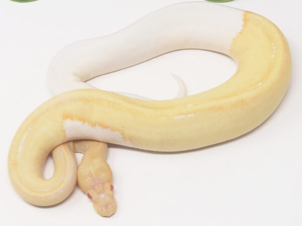 Albino Champagne DR (Male)
