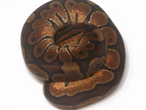 Enchi Cinnamon (Female)
