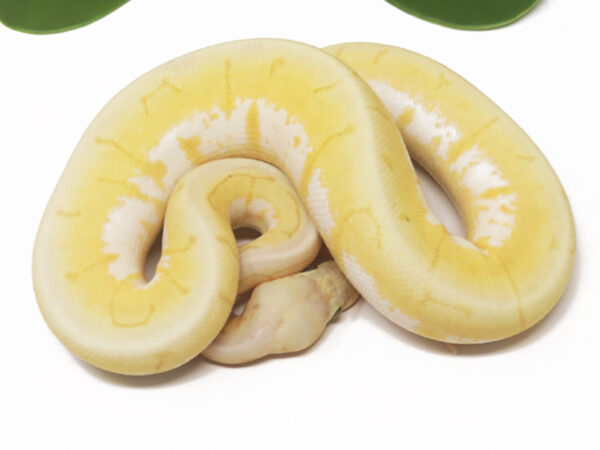 Banana Spinner Blast Enchi (Male)