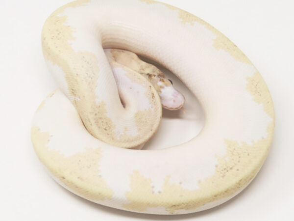 Super Fire (Female)