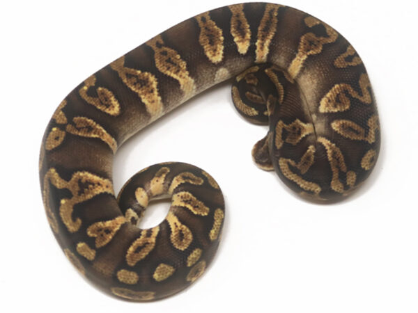 GHI Raven Pastel (Female)