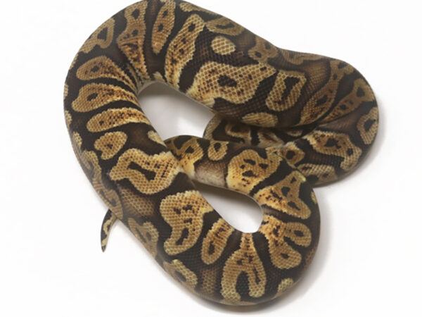 GHI Pastel (Female)