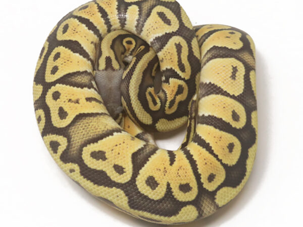 Pastel Ghost Poss Het Tristripe (Female)