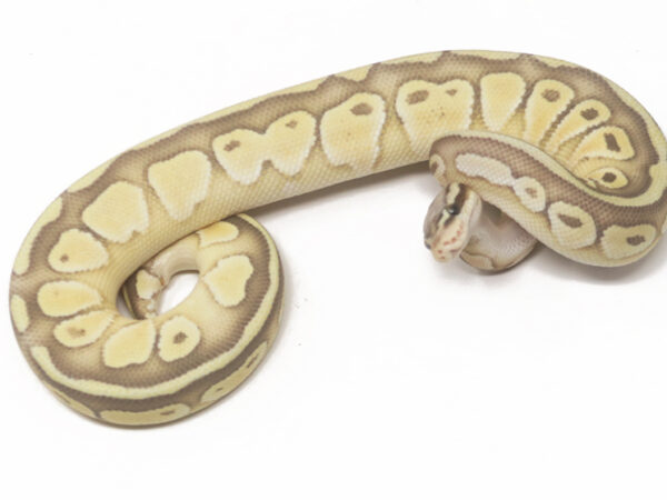 Pastel Butter Ghost Poss Het Tristripe (Female)