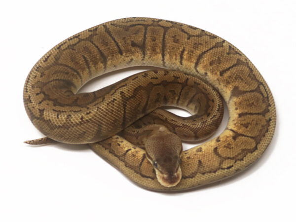 GHI Lemonblast Poss Het Tristripe (Female)