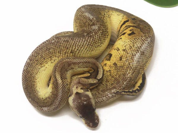 Bongo Pewter Mojave YB (Male)